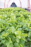 Fresh Green Vegetable Salad Stock Photo