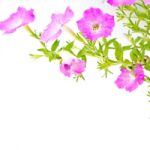 Pink Petunia Stock Photo