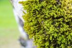 Close Up Moss On The Tree Stock Photo