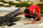 Crocodylidae Or Crocodile Show Stock Photo