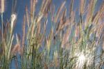 
Grass, Sky, Sun, Beautiful Late Stock Photo