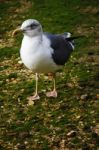 Lesser Black-backed Gull Stock Photo