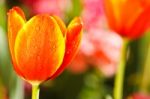 Colorful Tulips In Open Garden Stock Photo