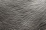 Elephant Skin Stock Photo