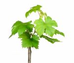 Sapling Grape Isolated On The White Background Stock Photo