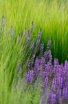 Lavender Grass Stock Photo