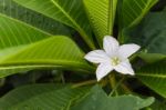 White Flower Of Coccinia Grandis On Fresh Green Leaf Of Plumeria Stock Photo