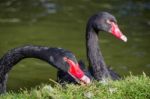 Close Up Of Two Black Swans Stock Photo