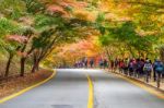 Naejangsan,korea - November 1: Tourists Taking Photos Of The Beautiful Scenery Around Naejangsan Park,south Korea During Autumn Season On November 1, 2015 Stock Photo