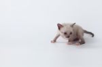 Cute Kitty Cat Looking On White Background Stock Photo