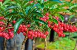 Ardisia Crenata ( Myrsinaceae ) Stock Photo