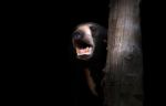 Malayan Sunbear Stock Photo