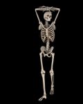 Skeleton Stock Photo