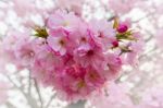 Cherry Blossom With Soft Focus, Sakura Season Background Stock Photo