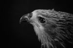 Closeup Hawk On Black Background Stock Photo