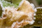 Frost On Leaves,close Up Stock Photo