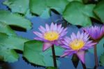 Beautiful Purple Waterlilies In A Pond Stock Photo