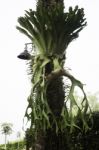 Holttum’s Staghorn Fern On The Tree In The Garden Stock Photo