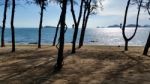 Pine Beach And Sea-scape Stock Photo