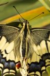 Swallowtail (papilio Machaon) Butterfly Insect Stock Photo