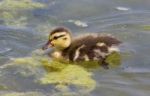 Cute Young Duck Stock Photo