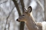 Beautiful Photo Of A Wild Deer In The Forest Stock Photo