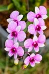 Dendrobium Orchid Hybrids Is White And Pink Stripes Stock Photo