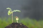 Two Young Tamarind Sprout Growth On Top Soil Stock Photo