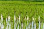 Rice Growing Stock Photo