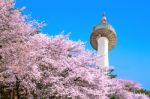 Seoul Tower And Pink Cherry Blossom, Sakura Season In Spring,seoul In South Korea Stock Photo