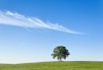 Isolated Tree Stock Photo