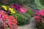 Azaleas In Full Bloom Stock Photo