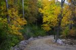 Autumn Scenery With Yellow, Green And Red Shinning Leaves In Fall In The Forest Stock Photo