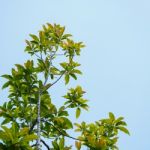 Tree And Blue Sky Stock Photo