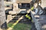 Long-tailed Macaque Female Monkey Sitting On Ancient Ruins Of An Stock Photo