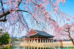 Gyeongbokgung Palace With Cherry Blossom In Spring,south Korea Stock Photo