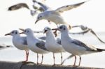 Sea Gull Birds Standing On Sea Bridge Stock Photo