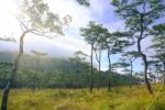 Pine Forest In Sunset Light Background. Landscape With Green Pin Stock Photo