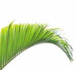 Palm Leaf Isolated On White Background Stock Photo