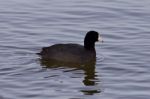 Beautiful Photo With Funny Weird American Coot In The Lake Stock Photo