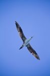 Young Gannet Bird Stock Photo