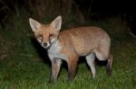 Wild Red Fox Stock Photo