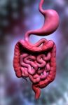 Human Digestive System Stock Photo