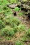 Tasmanian Devil Found During The Day In Tasmania Stock Photo