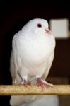 White Pigeon Stock Photo