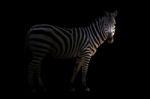 Zebra In The Dark Stock Photo