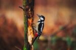 Great Spotted Woodpecker In A Rainy Spring Forest Stock Photo