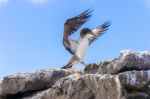 Juvenile Nazca Booby In Galapagos Stock Photo