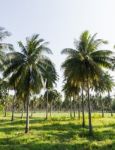 Coconut Plantation Stock Photo