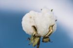 Cotton Field In The Countryside Stock Photo